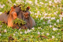 Hipopótamo cubierto de plantas en el abrevadero, Parque Nacional Mana Pools Zimbabue, África - foto de stock
