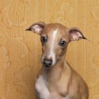 Retrato de cão olhando para a câmera, close-up — Fotografia de Stock