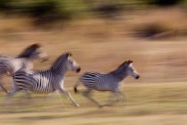 Movimiento cebras borrosas corriendo en sabana - foto de stock