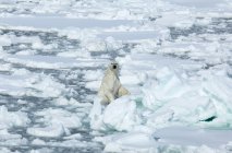 Oso polar parado sobre hielo - foto de stock