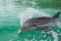 Nuoto dei delfini nell'acqua verde dell'oceano — Foto stock
