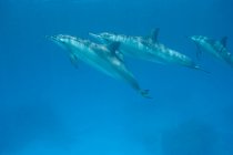 Groupe de dauphins fileurs — Photo de stock