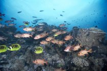 School of squirrelfish in coral reef — Stock Photo