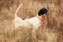 English pointer in tall brush — Stock Photo
