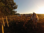 Cavalos Criollo no campo iluminado pelo sol — Fotografia de Stock