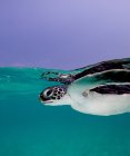 Молодая зеленая черепаха под водой — стоковое фото