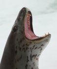 Leopard Seal on the ice floe, in the southern ocean, 180 miles north of East Antarctica, Antarctica — Stock Photo