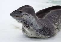 Leopard Seal on ice floe — Stock Photo