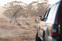 Giraffe by vehicle, Stellenbosch, South Africa — Stock Photo