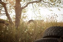 Columpio de neumáticos colgando en el prado al atardecer - foto de stock