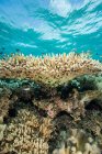 Poissons et récifs coralliens — Photo de stock