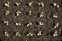 Elevated view of seedlings in row — Stock Photo