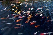 Blick aus der Vogelperspektive auf Coi-Karpfen im Teich — Stockfoto