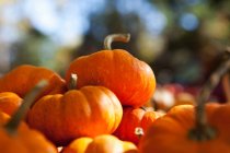 Pile of fresh picked pumpkins in bright sunlight — Stock Photo