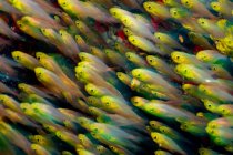 Escolarización barrenderos dorados peces bajo el agua - foto de stock