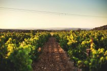 Виноградник у сільській місцевості — стокове фото