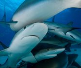 Requins dans l'océan sous-marin — Photo de stock