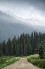 Bewaldeter Feldweg in Berglandschaft, Kammstumpf, Kolorado — Stockfoto