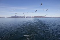 Gabbiani che volano sopra l'acqua, Isola di Skye, Scozia — Foto stock