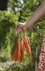 Imagem cortada de mulher adulta média segurando monte de cenouras no jardim — Fotografia de Stock