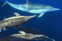 Довгі дзьоблені дельфіни, що плавають під водою — стокове фото