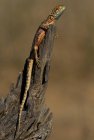 Agama à tête bleue, parc transfrontalier de Kgalagadi, Afrique — Photo de stock