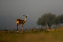 Impala at Mana Pools, Zimbabwe — Stock Photo