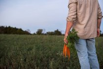 Imagen recortada de Granjero de pie en el campo, sosteniendo racimo de zanahorias recién recogidas - foto de stock