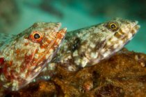 Підводний подання пара риф lizardfish — стокове фото
