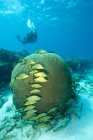 Buceador en arrecife de coral - foto de stock