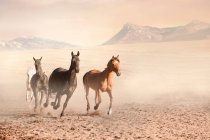 Caballos corriendo en pluma polvorienta - foto de stock