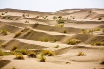 Karakum dunas de areia do deserto com arbustos — Fotografia de Stock