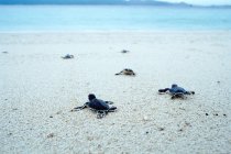 Tortugas arrastrándose al mar - foto de stock