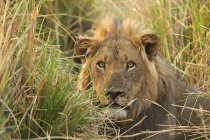 Male lion watching from the high grass in Mana Pools National Park, Zimbabwe — Stock Photo