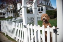 Cute Dog looking out from white garden fence — Stock Photo
