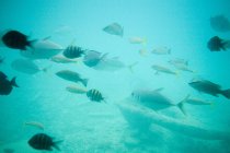 Fish schooling under azure sea water beside anchor — Stock Photo