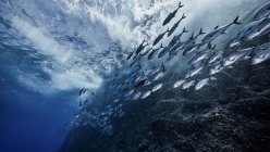 Fotografia subaquática da vida marinha, vista de perto — Fotografia de Stock