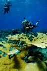 Buceadores con coral Elkhorn . - foto de stock