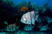 Spadefish Atlantico sulla barriera corallina — Foto stock
