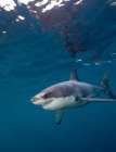 Great White Shark swimming under water — Stock Photo