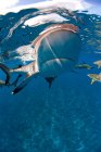 Vista subaquática dos tubarões-recifes de natação — Fotografia de Stock