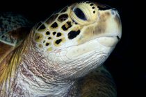 Close up shot of green turtle head — Stock Photo