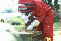 Пчеловод в улье, окруженный пчелами — стоковое фото