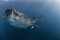 Vista submarina del tiburón ballena, Islas Revillagigedo, Colima, México - foto de stock