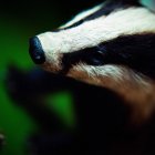 Close up shot of head of stuffed badger on blurred background — Stock Photo