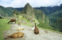 Lamas sur la colline avec vue panoramique sur machu picchu — Photo de stock