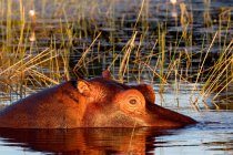 Hipopótamo sumergido en el río en el delta del okavango, botswana - foto de stock