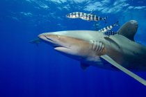 Tiburón oceánico de punta blanca con peces rayados bajo el agua - foto de stock