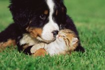 Котенок и щенок на лужайке — стоковое фото