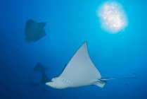 Underwater view of spotted eagle rays swimming in ocean, Cancun, Mexico — Stock Photo